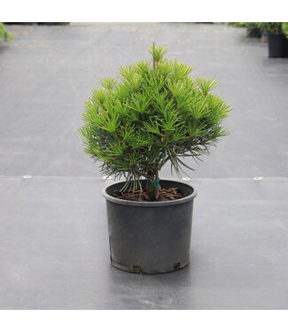 Sciadopitys  Verticillata Picola 3 gal