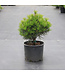 Sciadopitys  Verticillata Picola 3 gal | Pin parasol japonais nain, forme compacte idéale en pot