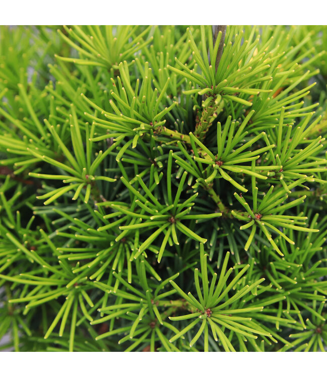 Sciadopitys  Verticillata Picola 3 gal | Pin parasol japonais nain, forme compacte idéale en pot