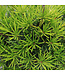 Sciadopitys  Verticillata Picola 3 gal | Pin parasol japonais nain, forme compacte idéale en pot
