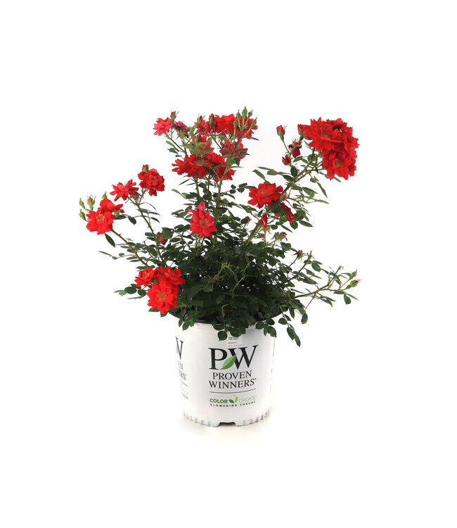 Rosa Oso Easy Urban Legend 2 gal | Floraison rouge vif, entretien minimal, résistant aux maladies