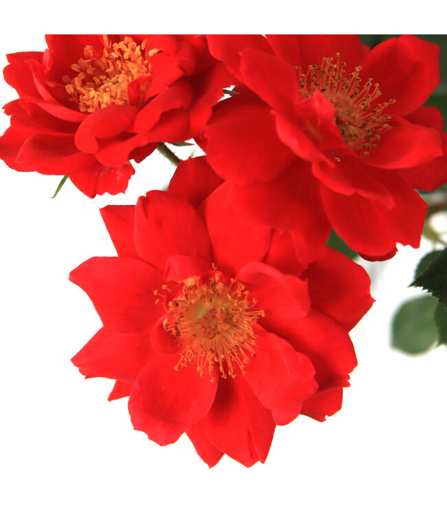 Rosa Oso Easy Urban Legend 2 gal | Floraison rouge vif, entretien minimal, résistant aux maladies