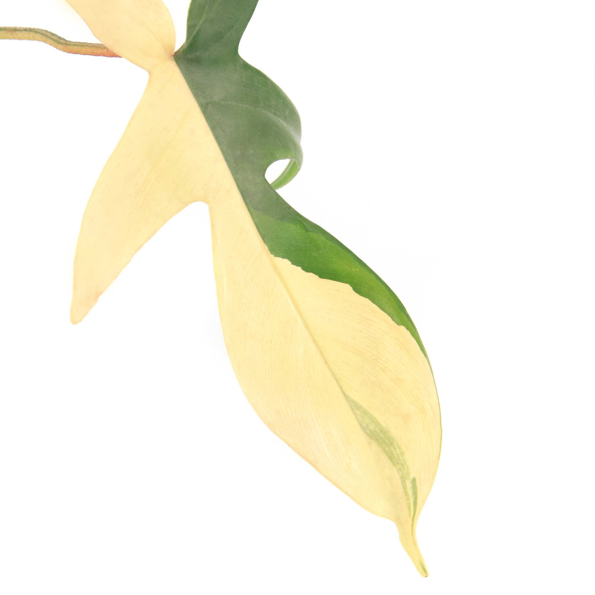 Plantes et végétaux rares ou peu communs