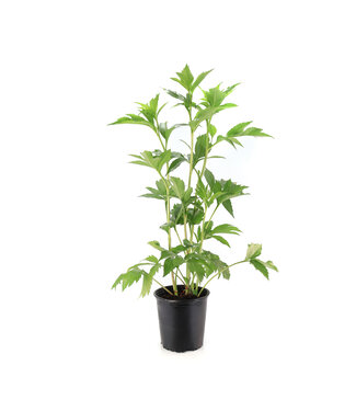 Rudbeckia Herbstone 2 gal