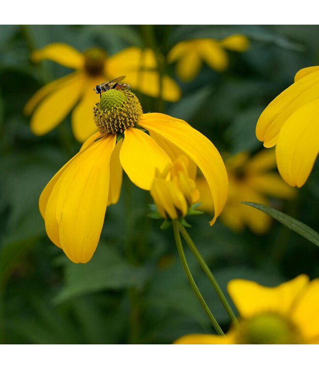 Rudbeckia Herbstone 2 gal | Vivace majestueuse pour massifs lumineux et biodiversité