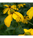 Rudbeckia Herbstone 2 gal | Vivace majestueuse pour massifs lumineux et biodiversité