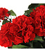 Bouquet de géranium suspendu UV rouge 22 po | Fleurs artificielles réalistes résistantes aux UV pour intérieur et extérieur