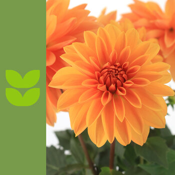 Circulaire promotionnelle