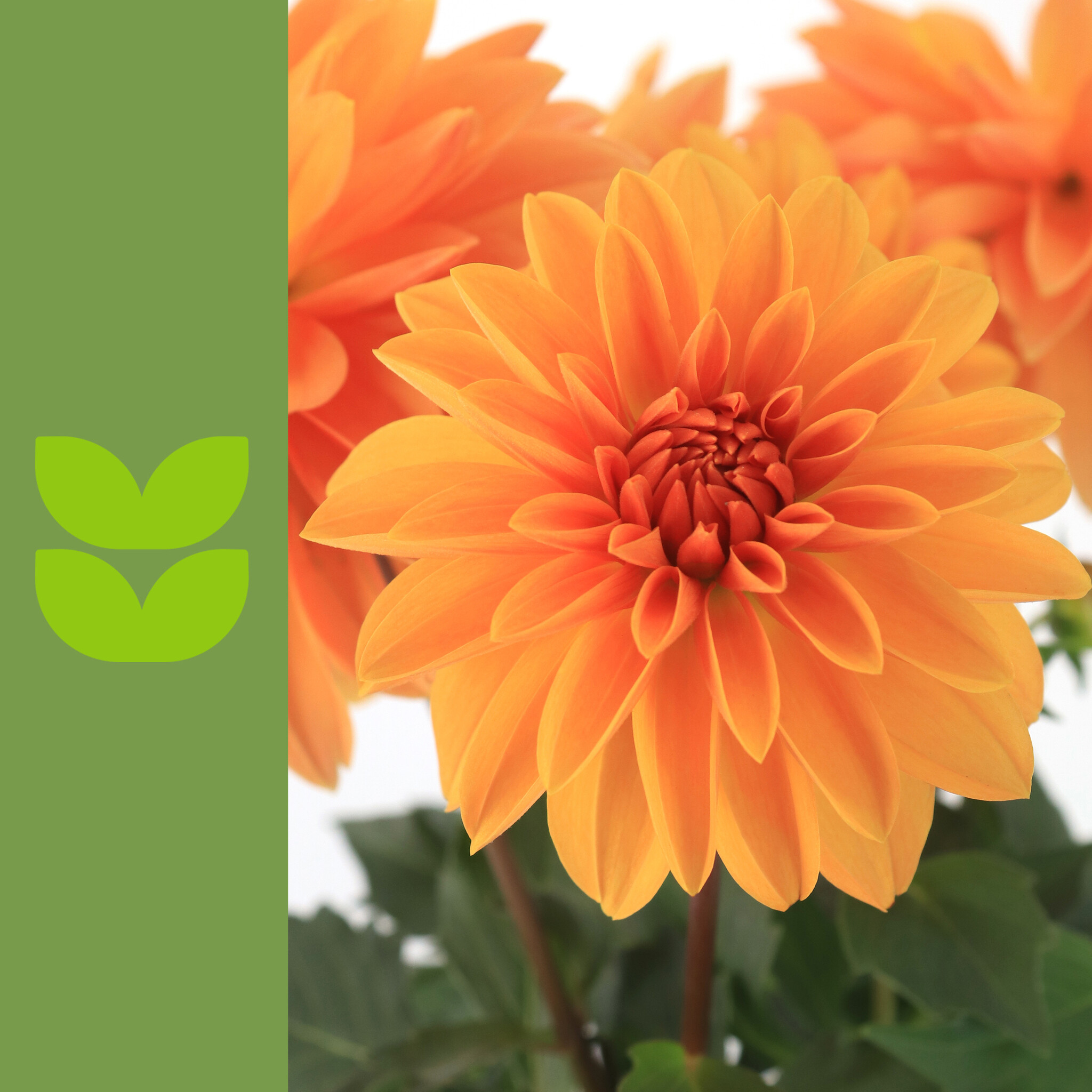 Circulaire promotionnelle Signé Garneau