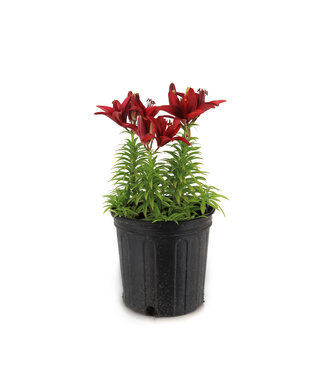 Lilium Tiny Rocket 2 gal