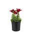 Lilium Tiny Rocket 2 gal |  Lys asiatique nain à floraison éclatante