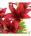 Lilium Tiny Rocket 2 gal |  Lys asiatique nain à floraison éclatante