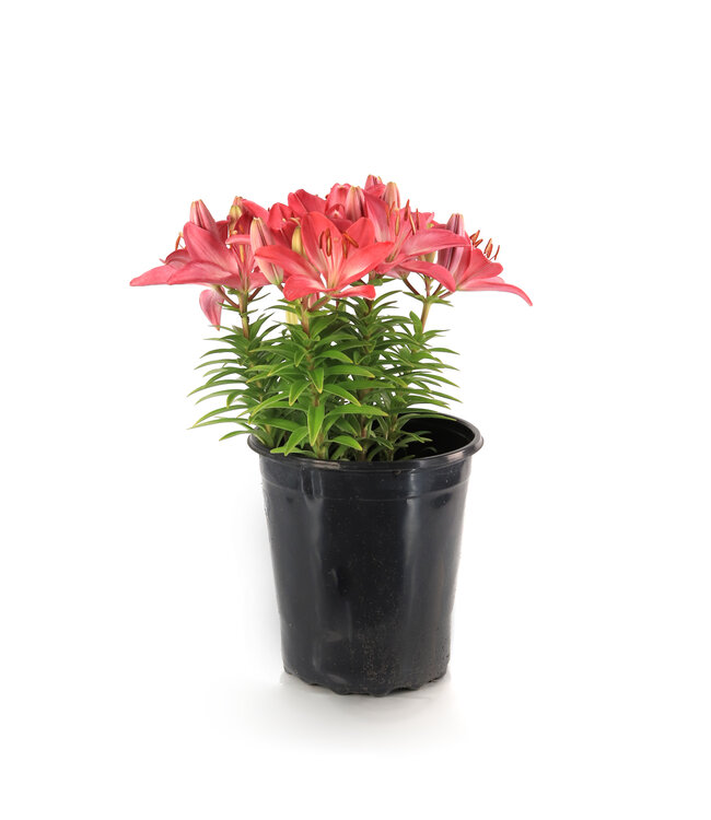 Lilium Tiny Diamond 2gal | Lys asiatique nain bicolore