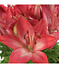 Lilium Tiny Diamond 2gal | Lys asiatique nain bicolore