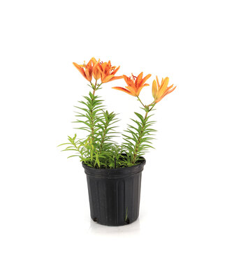 Lilium tiny orange 2gal