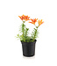 Lilium tiny orange 2gal | Lys asiatique nain bicolore