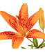 Lilium tiny orange 2gal | Lys asiatique nain bicolore