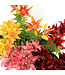 Lilium Tiny Diamond 2gal | Lys asiatique nain bicolore