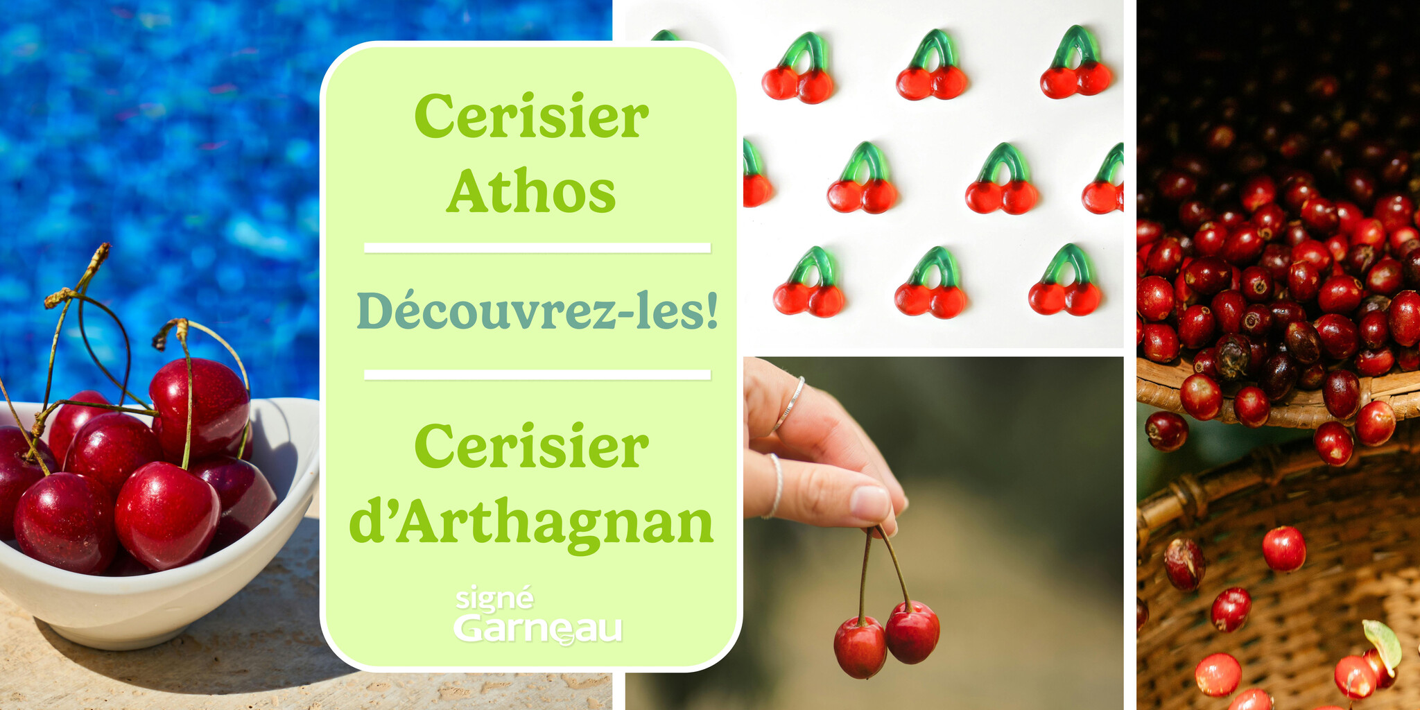 Les cerisiers Athos et d'Arthagnan | Découvrez-les!