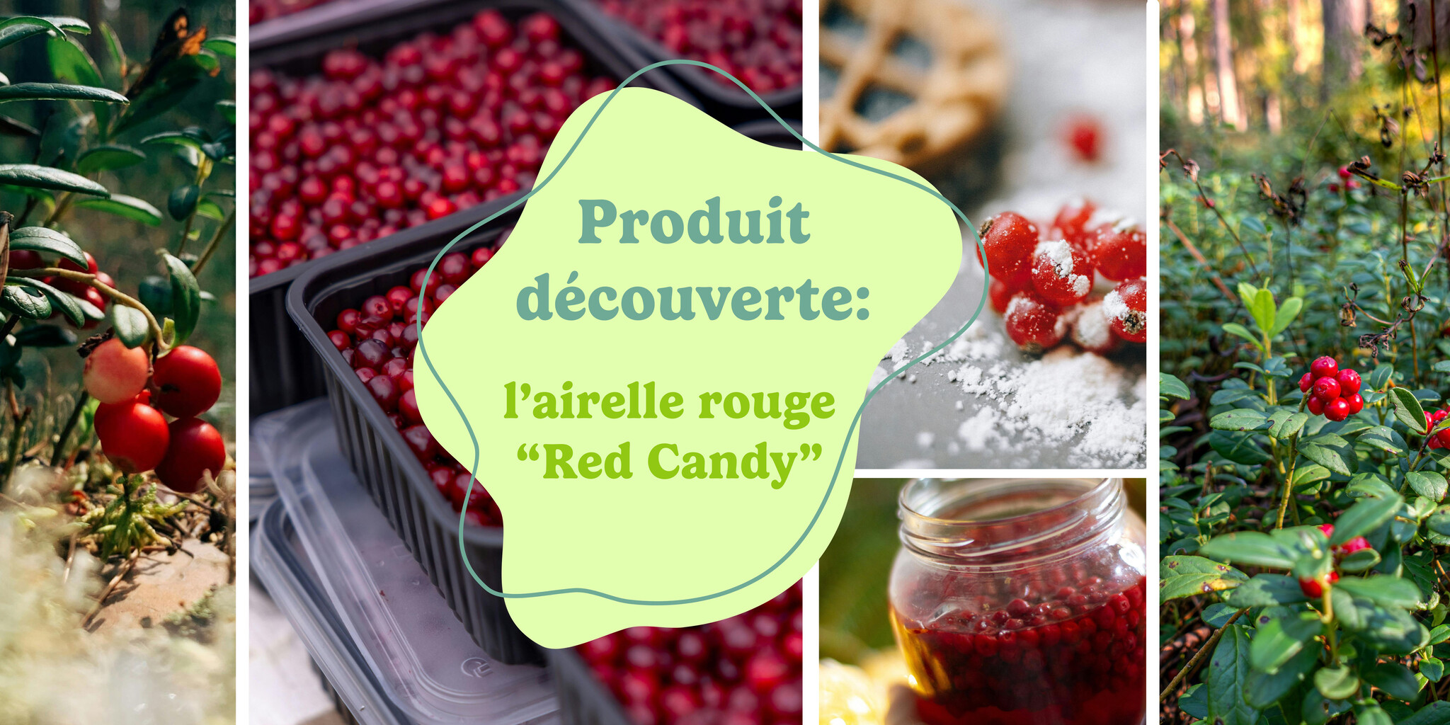 Produit découverte de la semaine : L'airelle rouge "Red Candy"
