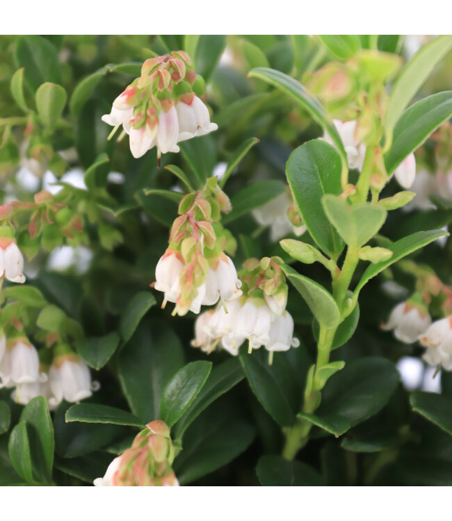 Airelle Red Candy 1 gal | Baies délicieuses & rustiques