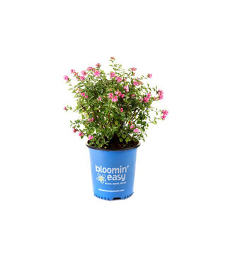 Symphoricarpos Pink Promise 2 gal