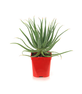 Aloes Hedgehog 6 po