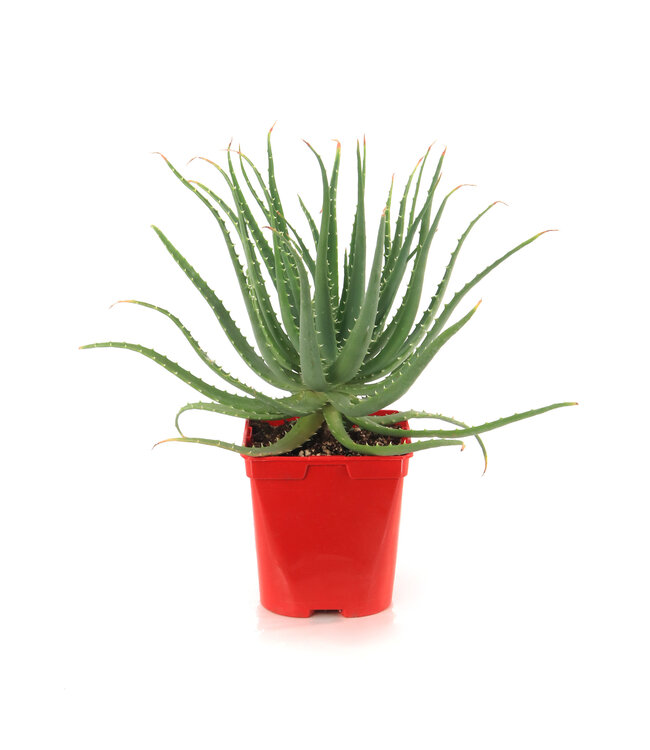 Aloes Hedgehog 6 po | Plante succulente facile d’entretien