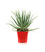 Aloes Hedgehog 6 po | Plante succulente facile d’entretien