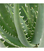 Aloes Hedgehog 6 po | Plante succulente facile d’entretien