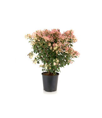 Hydrangea Early Evolution 2 gal