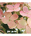 Hydrangea Early Evolution 2 gal | Paniculata compacte, floraison multi-saison 24 po