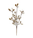 Tige de feuilles brunes et baies blanches