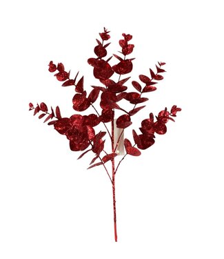 Tige de feuilles eucalyptus rouge