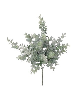 Branche de feuilles eucalyptus sur tige