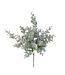 Branche de feuilles eucalyptus sur tige