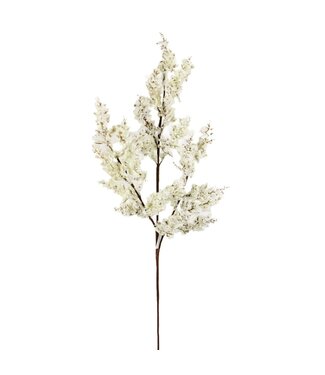 Tige avec petites baies et feuilles blanches