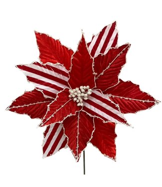 Fleur de poinsettia rayée rouge et blanche