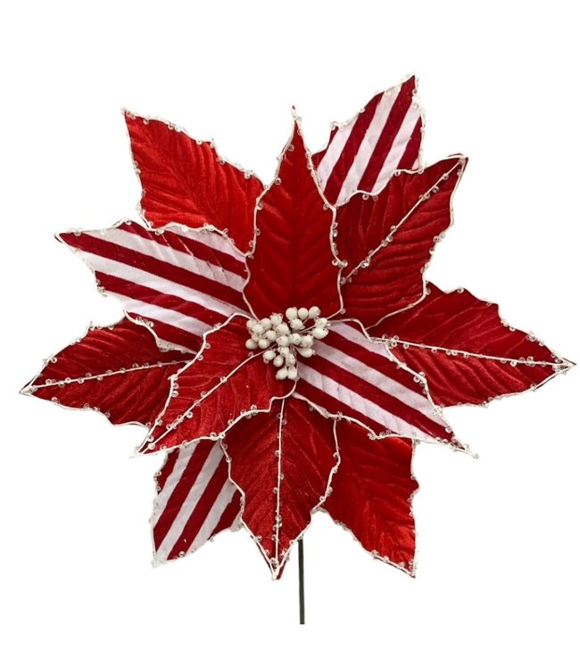 Fleur de poinsettia rayée rouge et blanche | Traditionnelle