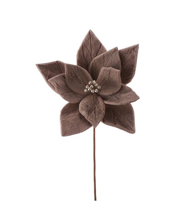 Fleur de poinsettia fourrure brune | Texture luxueuse