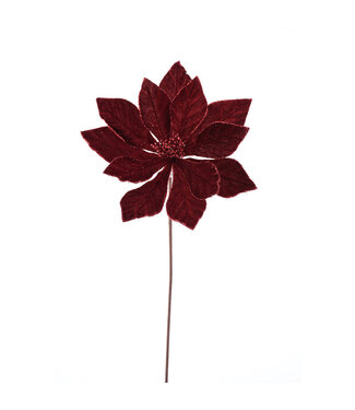 Fleur de poinsettia rouge foncé Fleur de poinsettia rouge foncé
