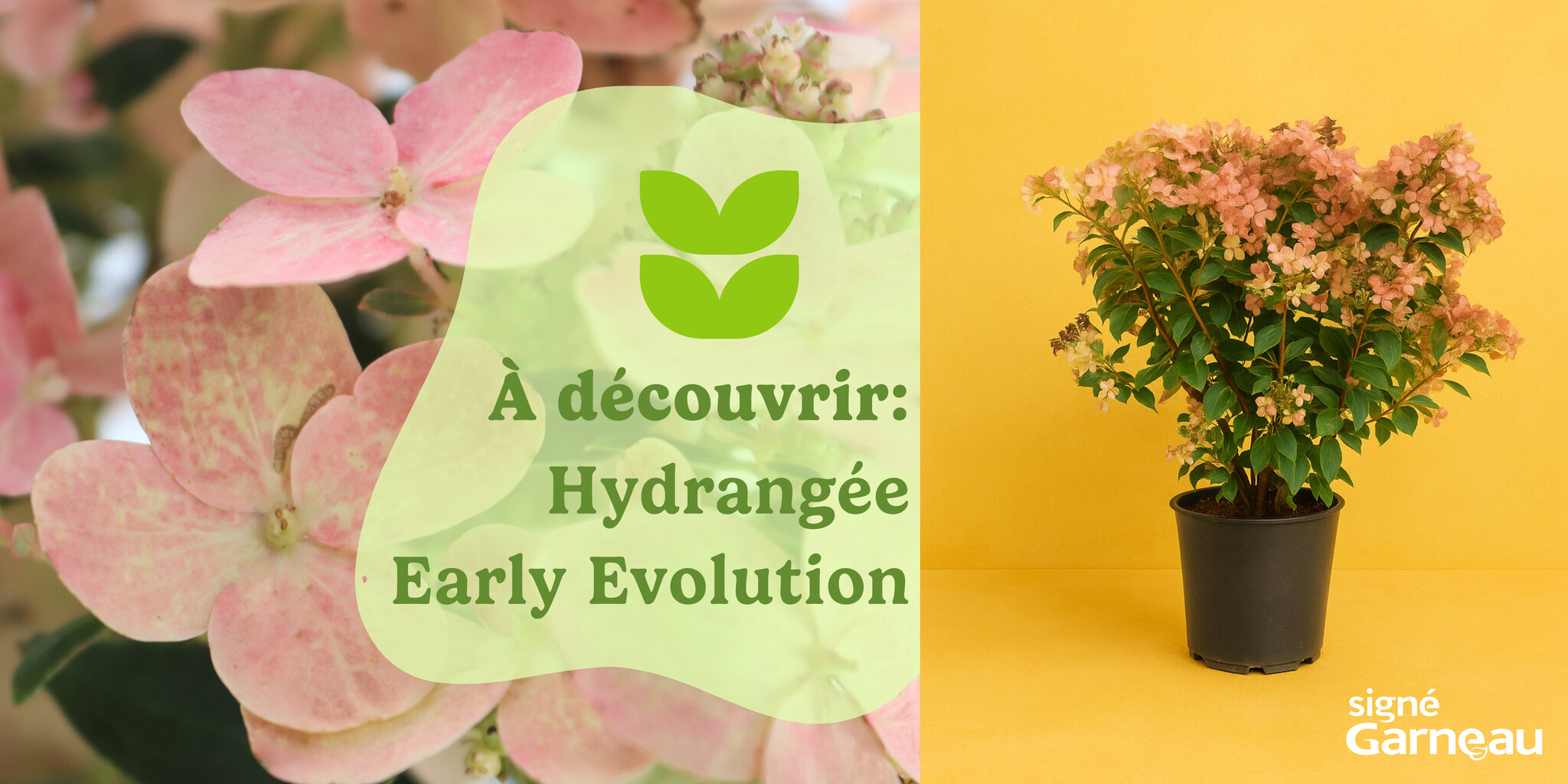 L'hydrangée Early Evolution : une variété à découvrir!