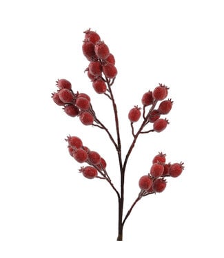 Tige de baies rouges