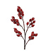 Tige de baies rouges