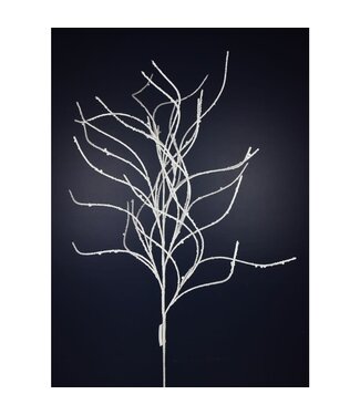 Tige de saule blanche givrée
