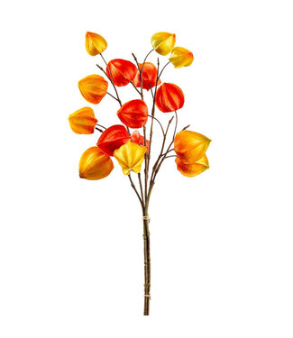 Fleurs lanterne chinoise sur tige