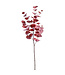 Tige d'eucalyptus rouge bourgogne