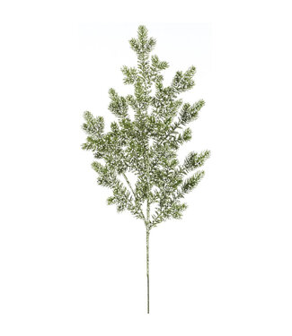 Branche de sapin enneigé