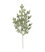Branche de sapin enneigé