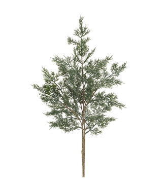 Branche de cèdre